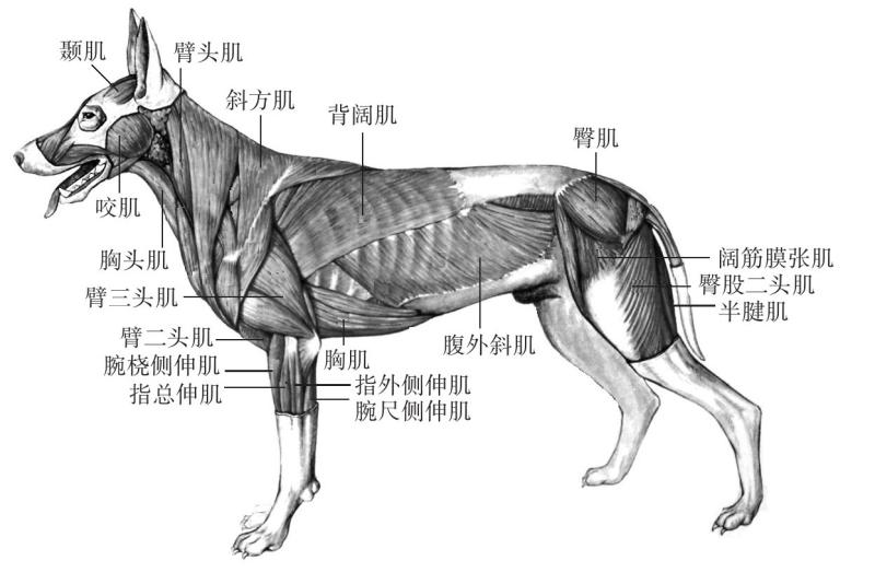 特种经济动物解剖学pdf Doc Txt格式电子书下载 Vs电子书