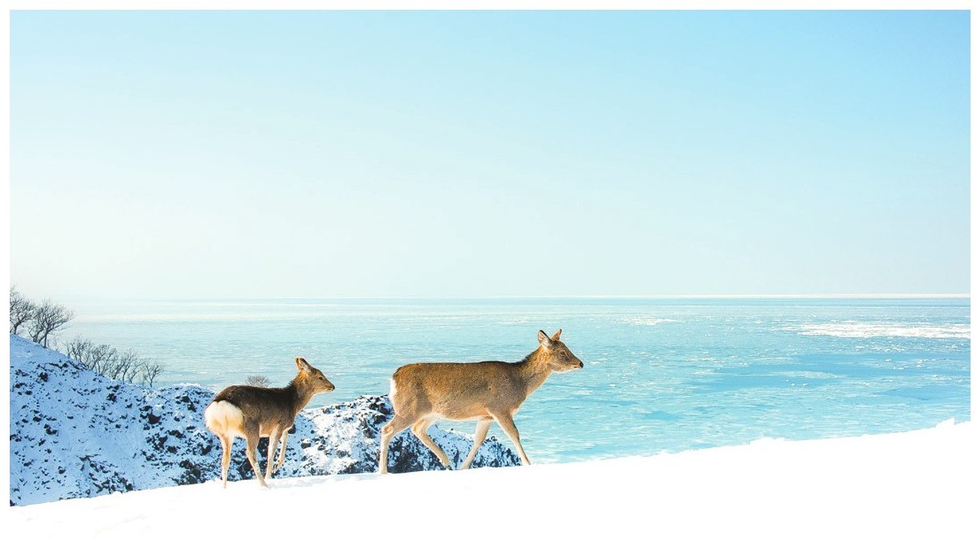 做一个刚刚好的女子 不攀附 不将就 晚情 京东阅读 在线阅读