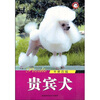 

千娇百媚：贵宾犬