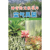 

神奇的无根花卉空气凤梨