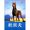 

贵族骑士杜宾犬