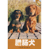 

身长腿短的德国热狗腊肠犬