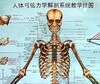

人体弓弦力学解剖系统教学挂图