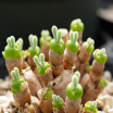 Great Power Star 200Pcsset Rare Lithops Pseudotruncatella Seeds Bunny Ears Stone Flower Bonsai Plants Home Garden Succulent Plant great power star kopen in de aanbieding Great Power Star 200Pcsset Rare Lithops Pseudotruncatella Seeds Bunny Ears Stone Flower Bonsai Plants Home Garden Succulent Plant great power star kopen in de aanbieding