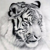 Homegeek Romacci Naiyue 12 12 Inches 30 30Cm Diy 5D Diamond Painting Kit White Tiger Pattern Rhinestone Mosaic Embroidery Cross Stitc homegeek kopen in de aanbieding Homegeek Romacci Naiyue 12 12 Inches 30 30Cm Diy 5D Diamond Painting Kit White Tiger Pattern Rhinestone Mosaic Embroidery Cross Stitc homegeek kopen in de aanbieding