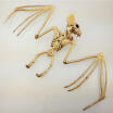 Meihuid 118 Creepy Skeleton Bat Bonez Halloween Scene Party Scary Decoration Props New meihuid kopen in de aanbieding Meihuid 118 Creepy Skeleton Bat Bonez Halloween Scene Party Scary Decoration Props New meihuid kopen in de aanbieding
