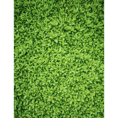 

Single Green Photo Backdrop 57FT Vinyl Fabric Cloth Digital Printing Photo Birthday Background s-2370