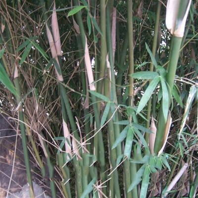 

100PCS Bamboo Seeds Phyllostachys Pubescens Bamboo Planting Seeds for DIY Home Garden PlantType 4