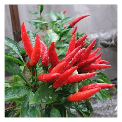 

Multicolor Pepper Seeds Home Garden Balcony Ornamental Potted Plant Vegetable Seeds