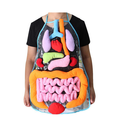

Gobestart Educational Insights Toys For Children Anatomy Apron Human Body Organs Aware