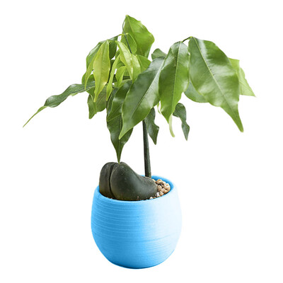 

Gobestart Mini Colourful Round Plastic Plant Flower Pots Home Office Decor Planter
