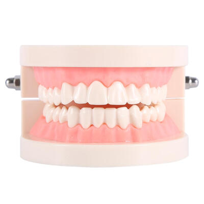 

Greensen 1pc PVC Dental Teaching Study Standard Model Demonstration Teach Children Brushing Teeth Tooth Education Dental Model