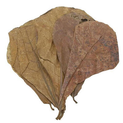 

10pcs Natural Olive Antibacterial Leaves Fish Tank Aquariums Lower PH Decor