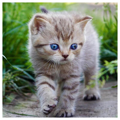 5D DIY Full Drill Diamond Painting Walking Kitten Cross Stitch Embroidery