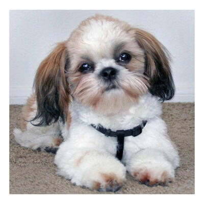 

5D DIY Full Drill Diamond Painting Sad Dog Cross Stitch Embroidery Mosaic