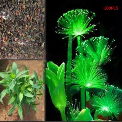

100Pcsset Emerald Fluorescent Flower Seeds Garden Planting Blooming Plants Home Decoration