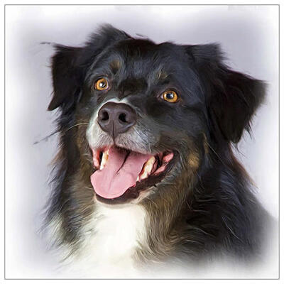 

5D DIY Full Drill Diamond Painting Black Dog Cross Stitch Embroidery Kit
