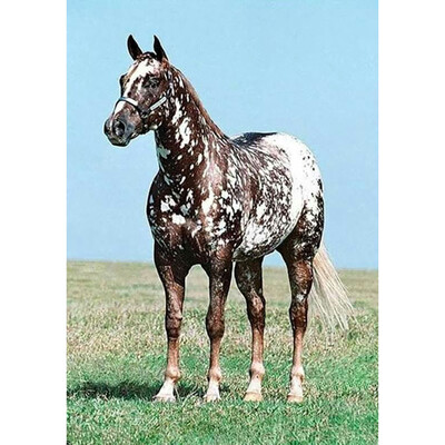 

Toponeto 5D Embroidery Paintings Rhinestone Pasted DIY Diamond Painting Cross Stitch