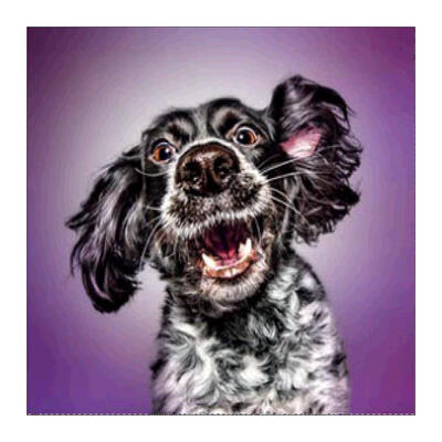 

5D DIY Full Drill Diamond Painting Dog Cross Stitch Embroidery Mosaic Kit
