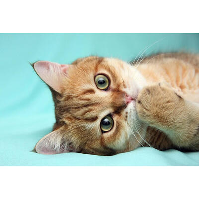 

5D DIY Full Drill Diamond Painting Lovely Kitten Cross Stitch Embroidery