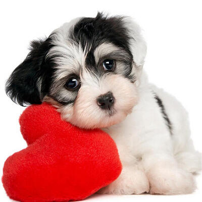 

5D DIY Diamond Painting Cute Love Heart Dog Cross Stitch Embroidery Mosaic