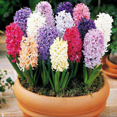 

100pcsBag Hyacinth Seeds Potted Bonsai Flower Seeds for Home Garden Plant Seeds