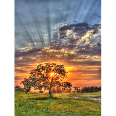 

5D DIY Full Drill Diamond Painting Sunset Tree Cross Stitch Embroidery Kits