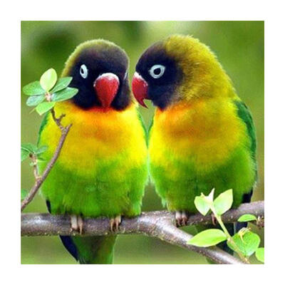 

5D DIY Diamond Painting Cute Parrots Cross Stitch Embroidery Rhinestones