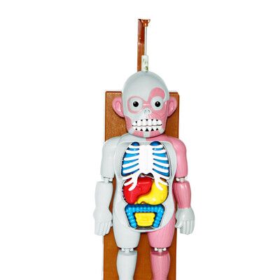 

YIWULASpoof Tricky Toys Scary Human Organ Body Model Toy Terror Dummy Music Table Game