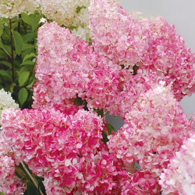 

20pcsBag Beauty Strawberry Hydrangea Flower Seeds for Home Garden Planting Seeds