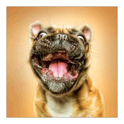 

5D DIY Full Drill Diamond Painting Dog Cross Stitch Embroidery Mosaic Kit