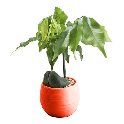 

Gobestart Mini Colourful Round Plastic Plant Flower Pots Home Office Decor Planter