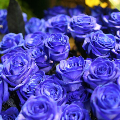 

100pcsBag Blue Rose Seeds Flower Seeds for DIY Home Decor Garden Planting Seeds