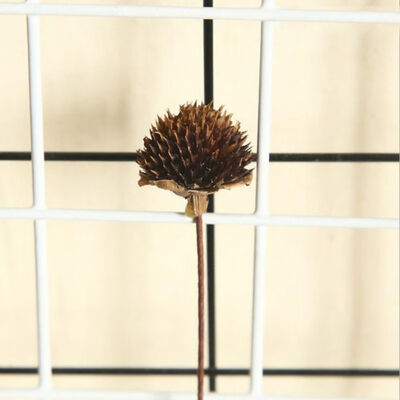 

Natural Pine Cone Dried Flower Dried Plant Stems Christmas Decoration Ornament Artificial Plants Xmas Holiday Decor Crafts