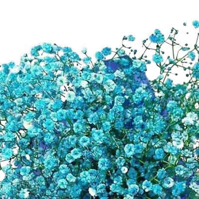 

30pcs Per Bag Babysbreath Flower Seeds Potted Bonsai Floral Plants Seeds Home Garden Decoration
