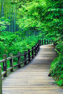 

Custom photo wallpaper fashion fresh woods path wallpaper living room sofa background wallpaper 3D bedroom wallpaper mural