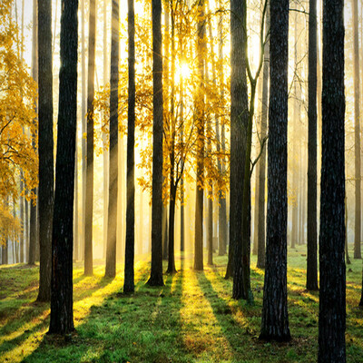 

Custom 3D Natural Scenery Mural Wallpaper Forest Under the Sunshine Beautiful Scene Wall Paper For Living Room TV Sofa Backdrop