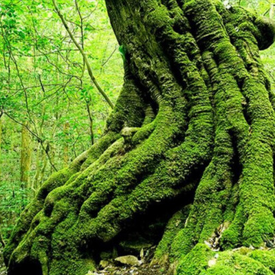 

Custom Photo Wall Paper 3D European Green Forest Trees 3D Nature Landscape Bedroom Living Room Sofa Backdrop 3D Wallpaper Murals