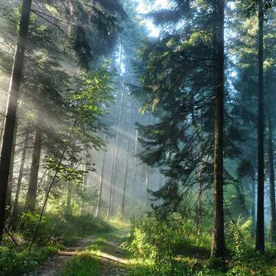 

Custom 3D Sunshine Forest Nature Landscape Photo Mural Wallpaper Living Room Bedroom Backdrop Wall Design Mural Papel De Parede
