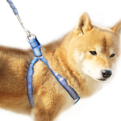

Hi handsome pet leash chest strap set dog leash dog chain polyester hand-woven striped blue large 15mm 120cm