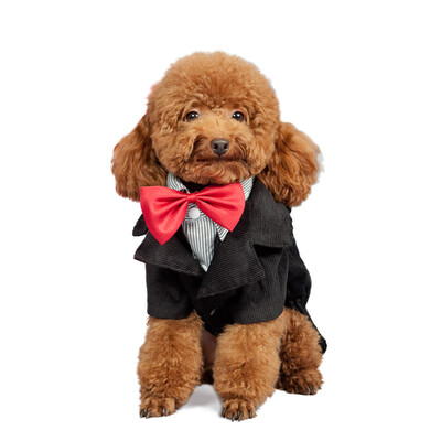 

Huayu pet (hoopet) dog suit suits evening dress tuxedo tink suit pet clothes Teddy autumn and winter suit black suit -chest 45-50cm