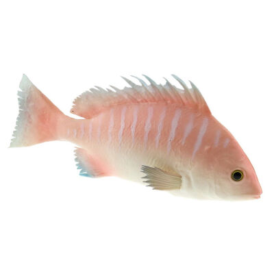 

UpperX 95 inch Artificial Red Snapper Fake Fish Decoration for Home Party Christmas Halloween Display