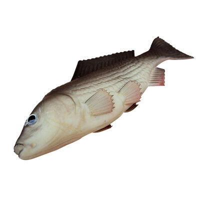 

UpperX Vivid Artificial Cyprinoid Carp Toy Imitation Food Home Store Pretend Decor