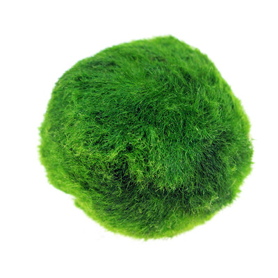 

Ogata natural green algae ball fish tank landscape real live water grass green algae water algae ball aquarium decorative plants  No. 2 installed