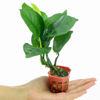 

Ци Ронг Йи природные воды рыба бак ландшафтные растения действительно живут Yung золото небольшой воды аквариум декоративного озеленения кашпо-