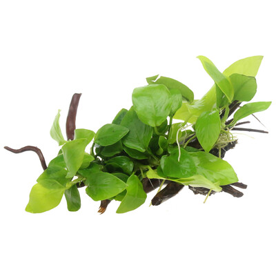 

Qi Yi natural gold Ficus Shen wood fish tank landscape water grass water banyan tree aquarium decoration live plant real water grass SS No. 2 installed