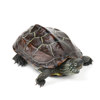 

Yi Meng turtle live Chinese turtle pet watch turtles turtle pond culture small turtle seedlings 5-7cm a