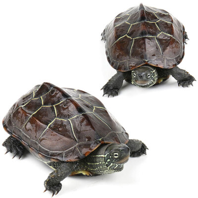 

Yi Meng live map turtle pet Lucky turtle pond breeding deep water turtle 5-7cm two
