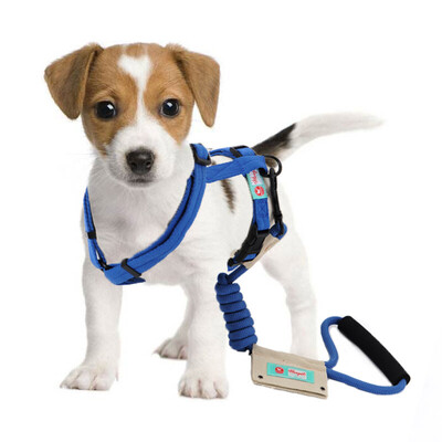 

Huapin Pet hoopet dog traction rope teddy dog ​​collar chest strap blue M