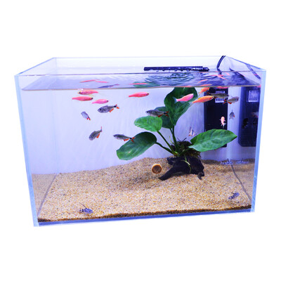 

Han Yang HANYANG Small Tropical Fish Lights Branch Fish Peacock Falls Green Fish Live In the Sauvignon Landscape Set for 30-50cm Aquarium